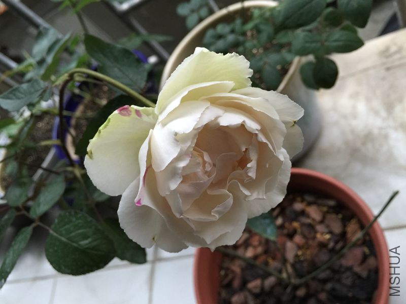 Ǯ������ʢ�����㣬��˵���޻�����