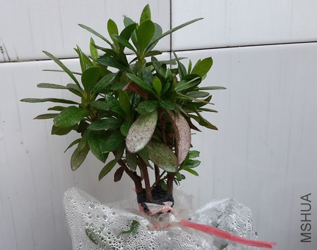 20151206_130856_����.jpg