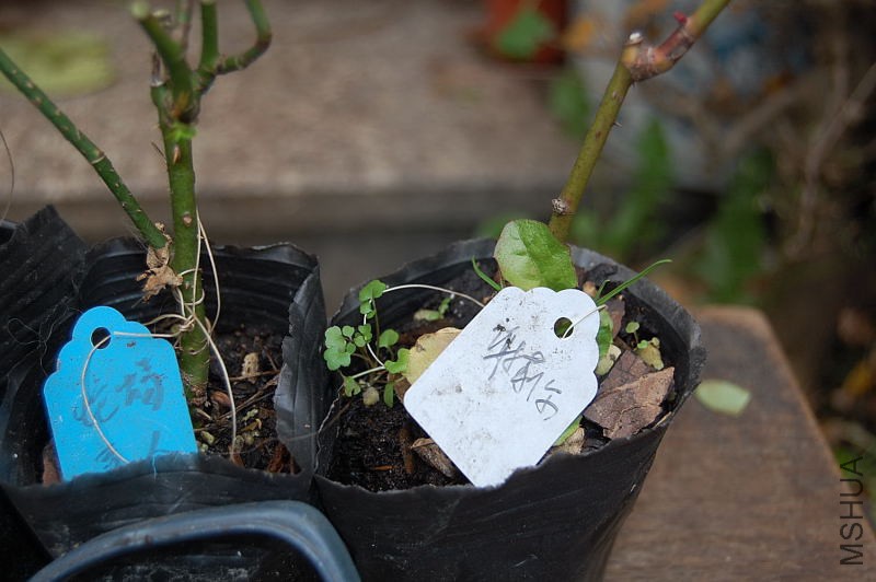 DSC_50670233.JPG