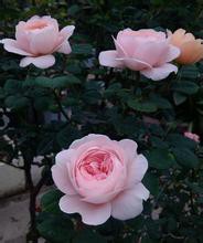 u=3889685636,747452143&amp;fm=21&amp;gp=0.jpg