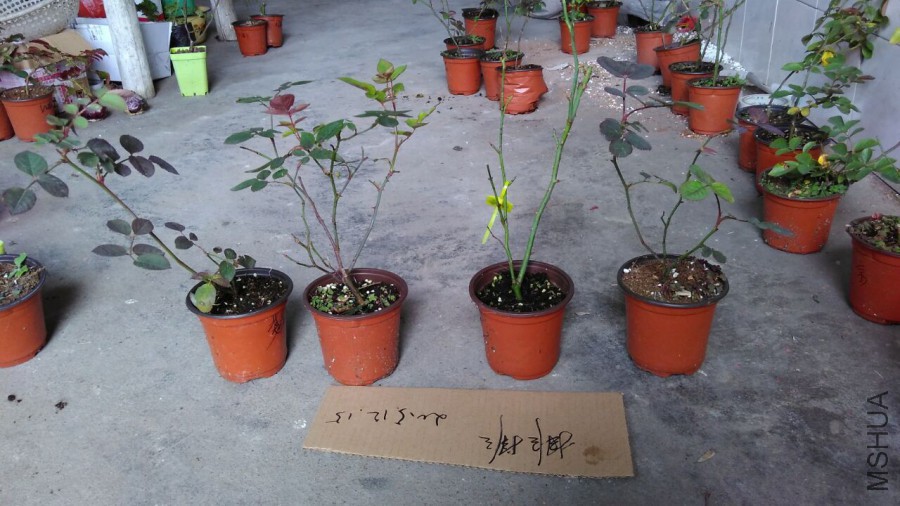 a02.jpg