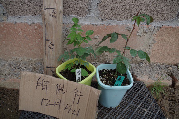 IMGP3407 - ����.JPG