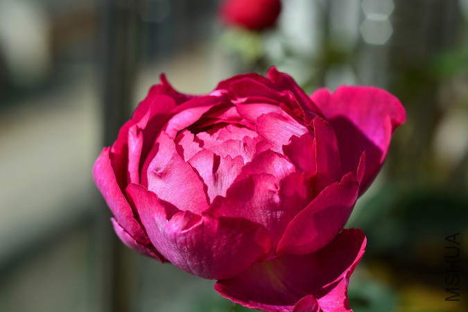 DSC_2751c.jpg