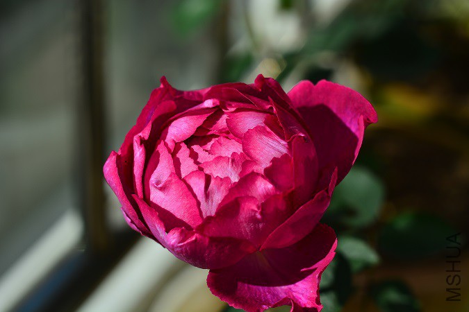 DSC_2747c.jpg