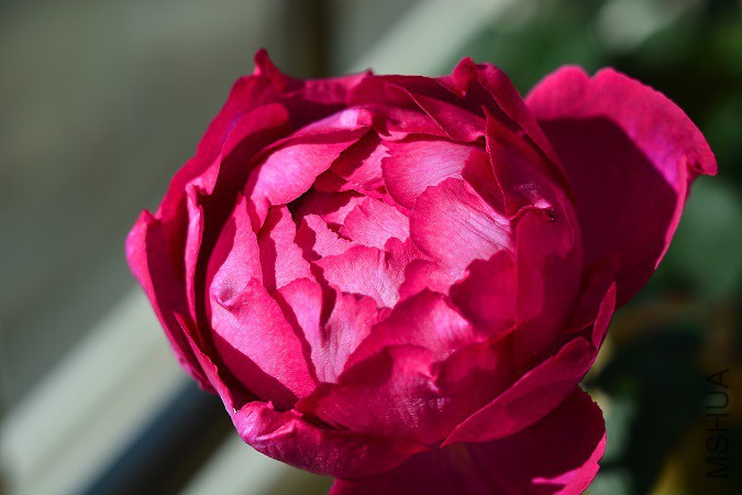 DSC_2750c.jpg