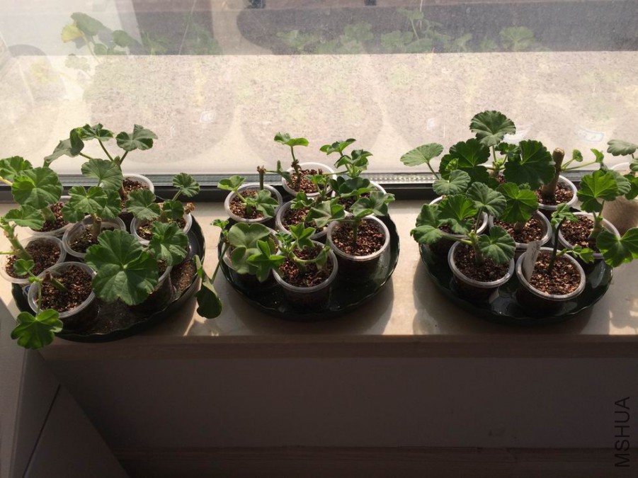 ������С IMG_0234.jpg