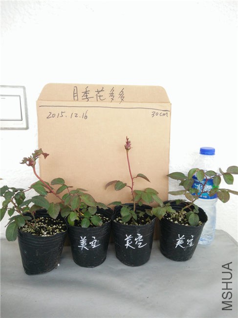IMG20151216154216.jpg