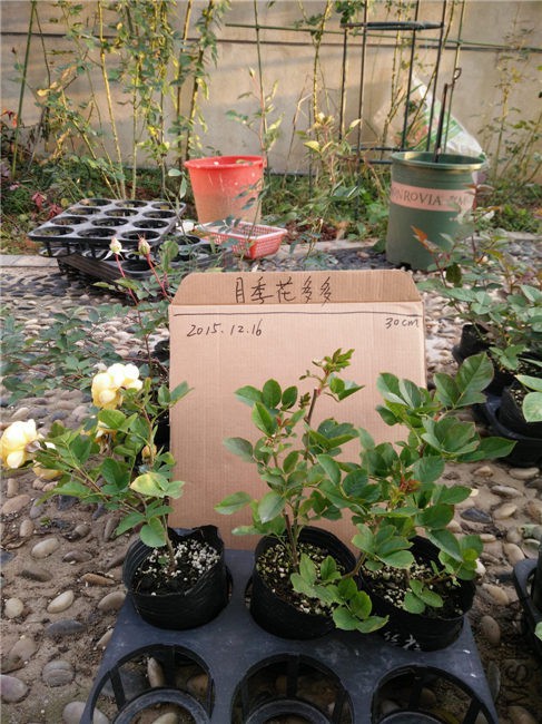 IMG20151216163253.jpg