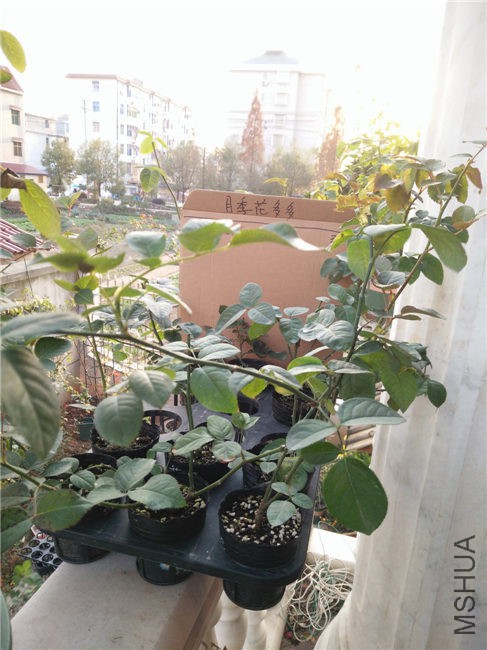 IMG20151216163613.jpg
