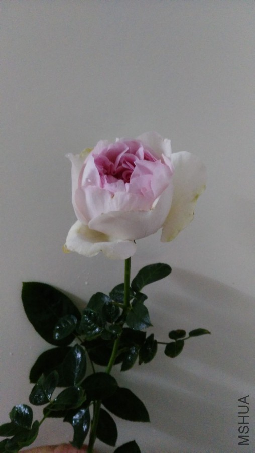 ��ܽ��