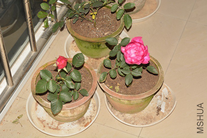 DSC_2761c.jpg