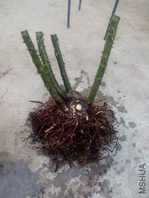 �����ĸ��ݶ������������֮��