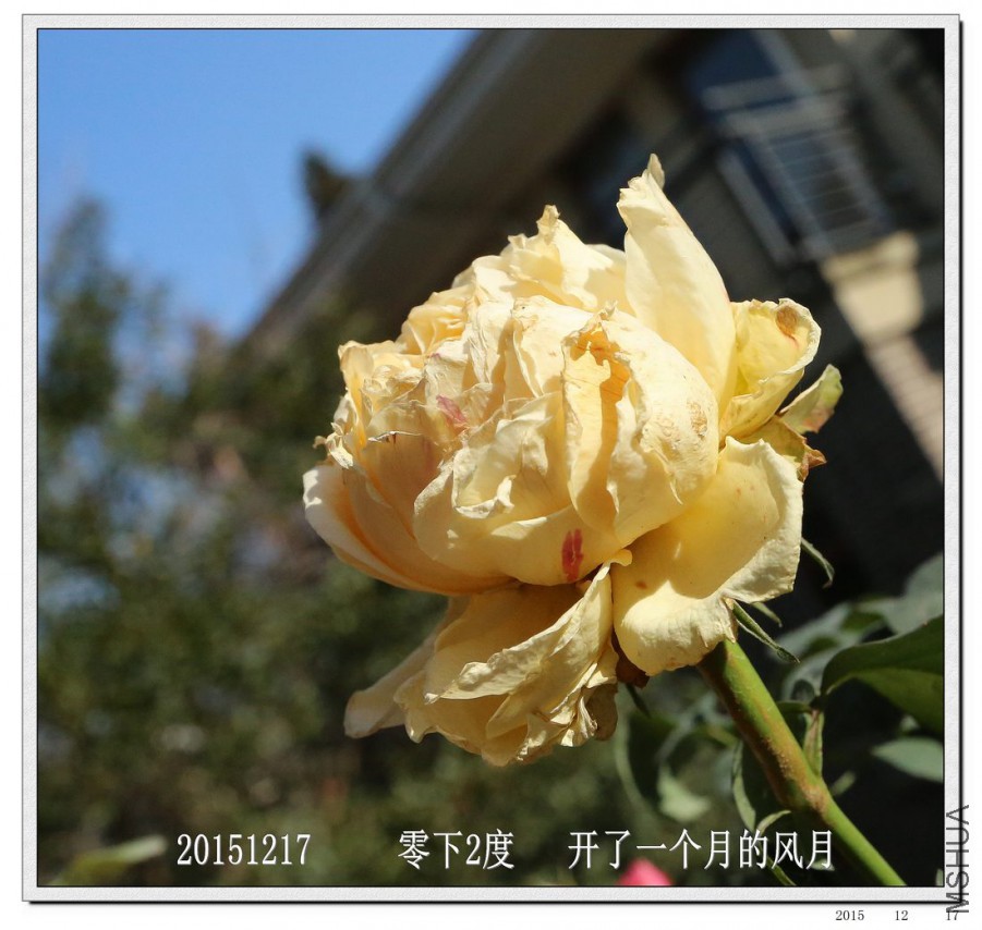 2015121708.jpg
