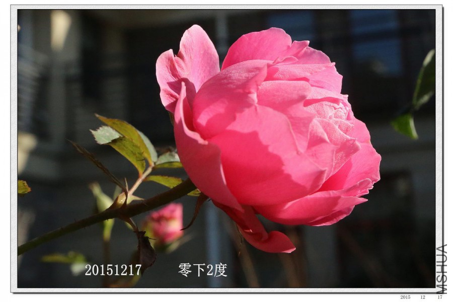 2015121706.jpg