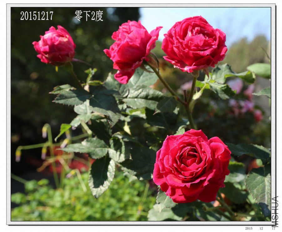 2015121704.jpg