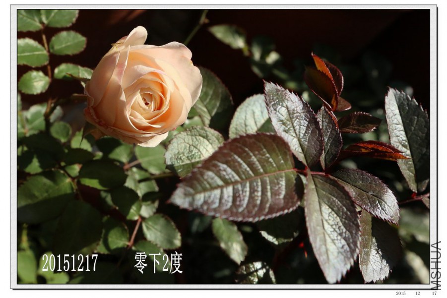 2015121705.jpg