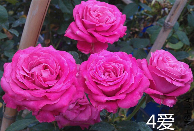 4��.jpg