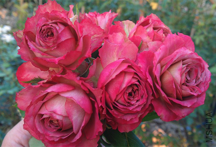 Ӣ�׽���.jpg