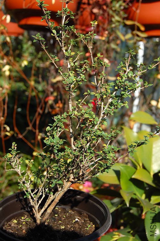 DSC_53310001.JPG