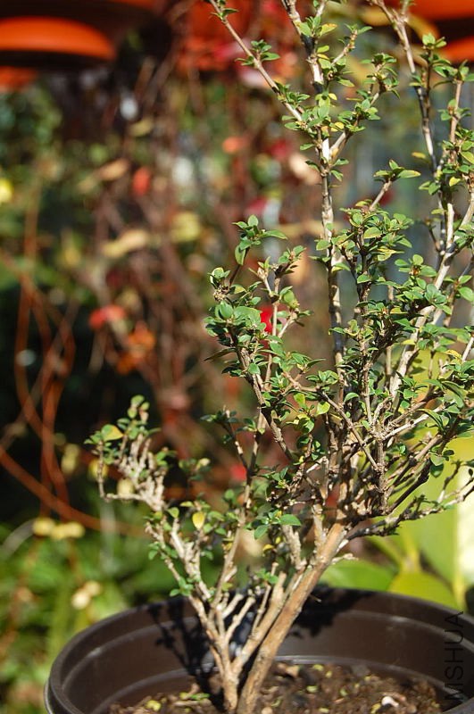 DSC_53370007.JPG