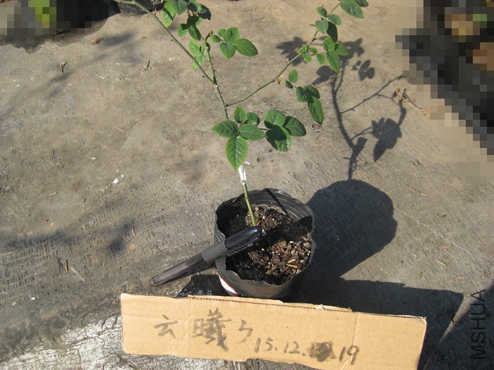 R�ձ�����֦����25Ԫ����.jpg
