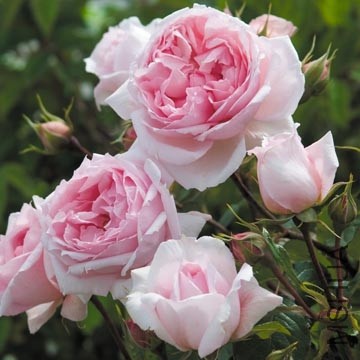 �������õ��1.jpg