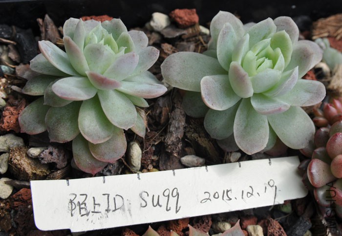 07��ݮ15Ԫÿ��.jpg