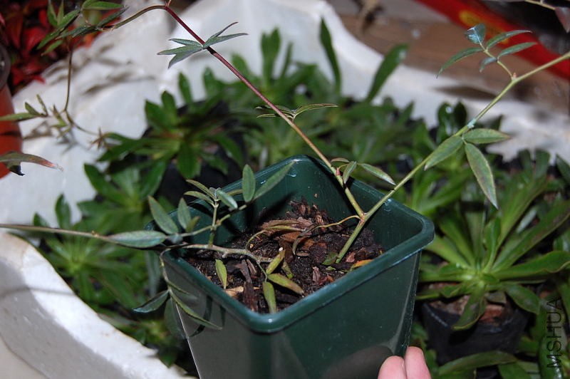 DSC_56820094.JPG