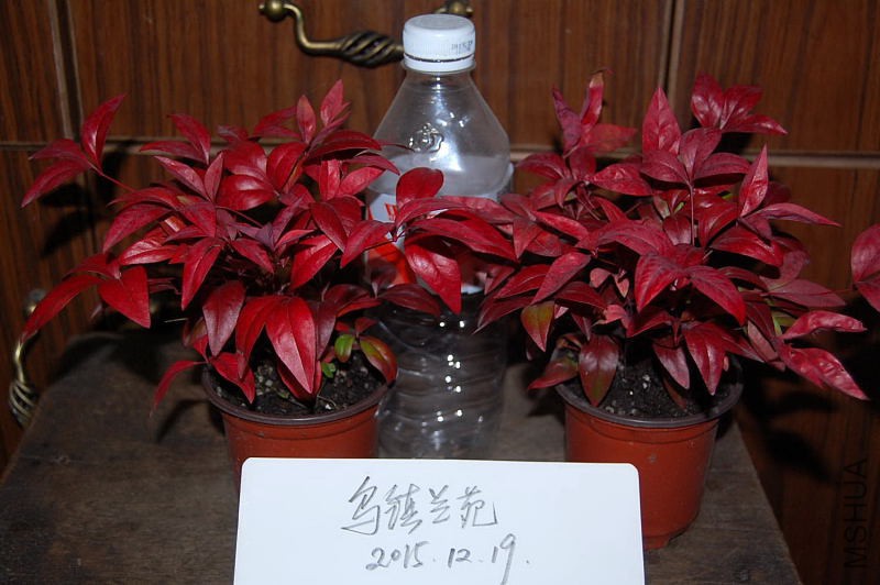 DSC_56330045.JPG