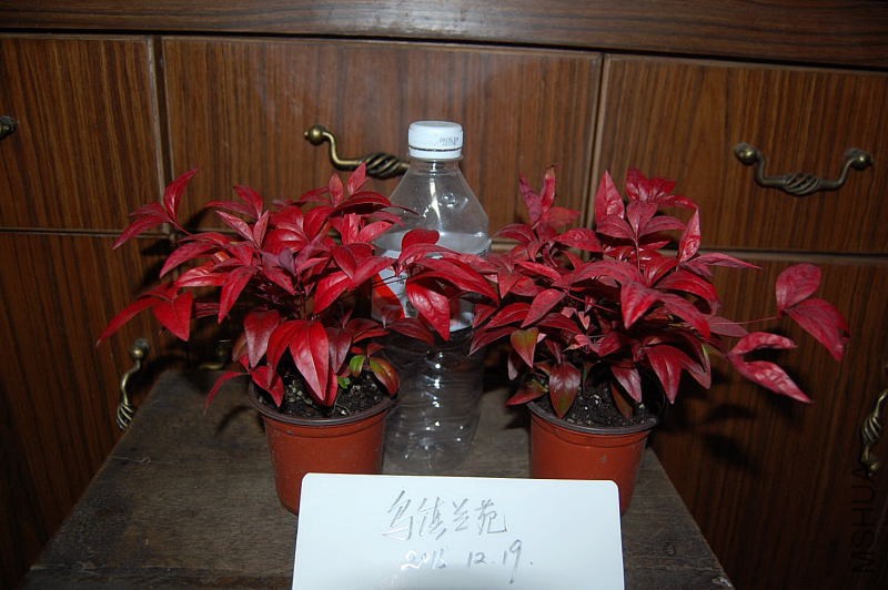 DSC_56340046.JPG