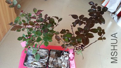 20151220_114010.jpg
