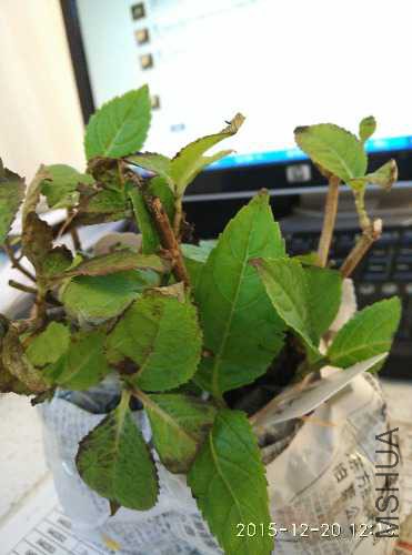 IMG_20151220_121659.jpg