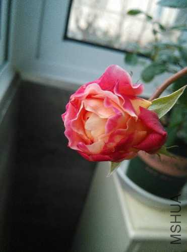 IMG_20151220_132037.jpg