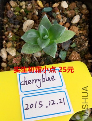 ��˪2.jpg