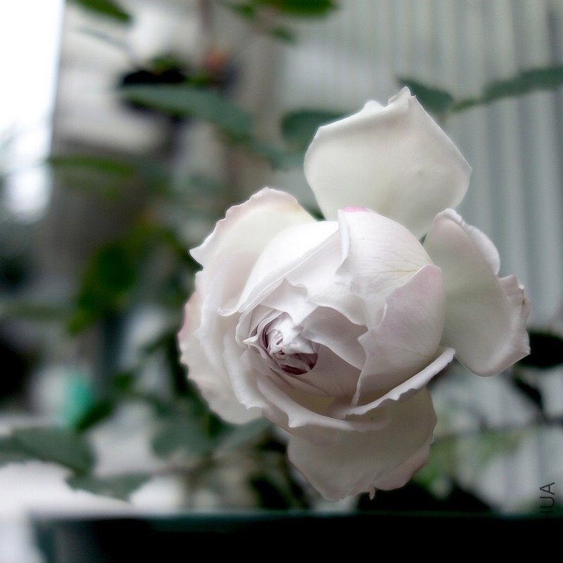 DSC09084s.jpg