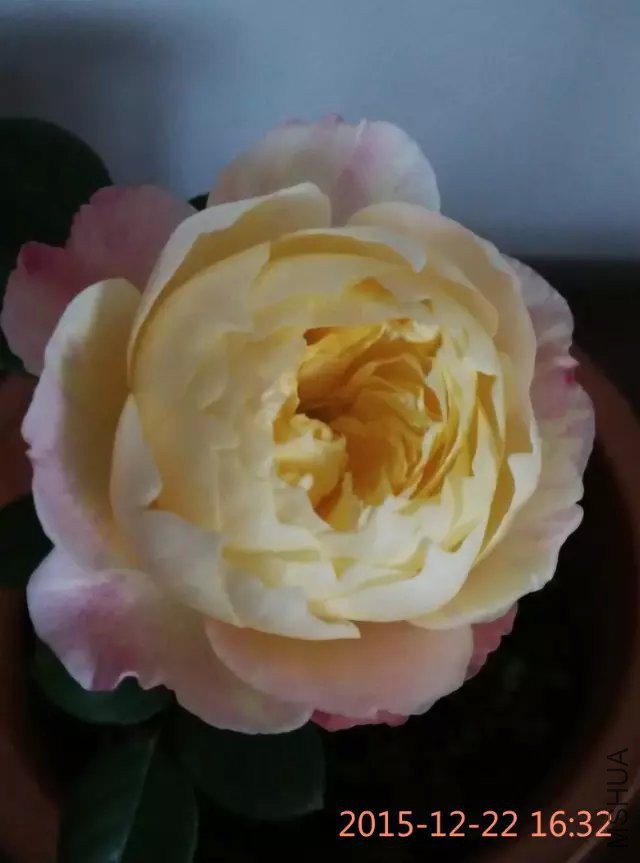 psb (7).jpg