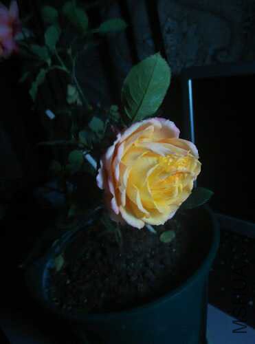 IMG_20151222_201709.jpg