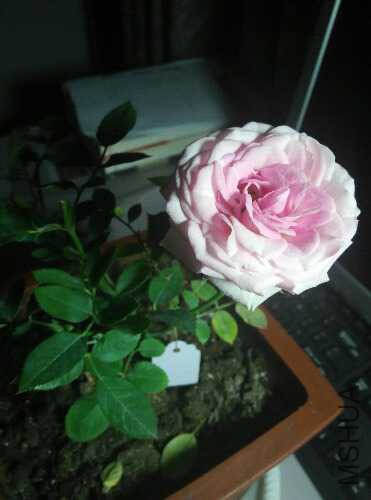 IMG_20151222_201917.jpg