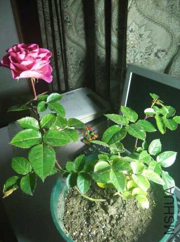 IMG_20151222_202056.jpg
