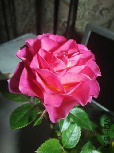 IMG_20151222_202114.jpg