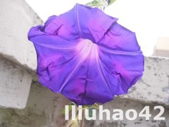 T1AjA9Fg8eXXXXXXXX_!!0-item_pic.jpg_240x240.jpg