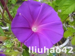 T1HDUfXcXeXXXXXXXX_!!0-item_pic.jpg_240x240.jpg
