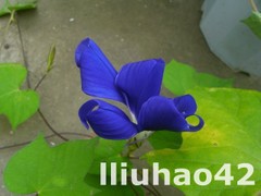 T1HQNeXrddXXXXXXXX_!!0-item_pic.jpg_240x240.jpg