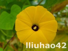 T1LcAjXatXXXXXXXXX_!!0-item_pic.jpg_240x240.jpg