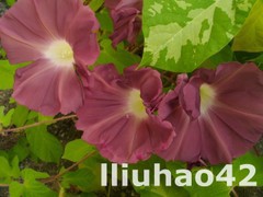 T1pJz7XmNiXXXXXXXX_!!0-item_pic.jpg_240x240.jpg