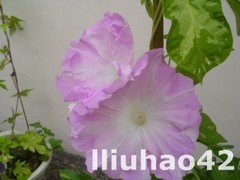 T1RvY6XedjXXXXXXXX_!!0-item_pic.jpg_240x240.jpg