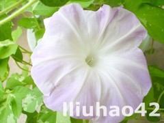 T1RYkgXdpdXXXXXXXX_!!0-item_pic.jpg_240x240.jpg