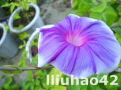 T1WbofXXxfXXXXXXXX_!!0-item_pic.jpg_240x240.jpg
