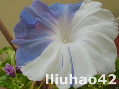 T1tEFjFDdXXXXXXXXX_!!0-item_pic.jpg_240x240.jpg
