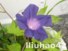 T1X.3gXjhfXXXXXXXX_!!0-item_pic.jpg_240x240.jpg